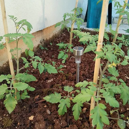 Exodus 公寓 波雷奇