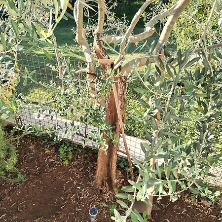 Exodus דירה *